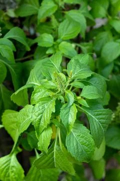 Caraway tree Stock-Fotos