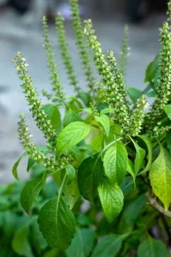 Caraway tree Stock-Fotos