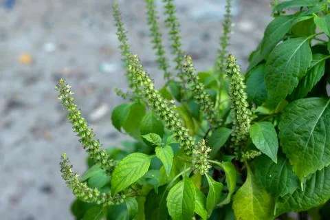 Caraway tree Stock Photos