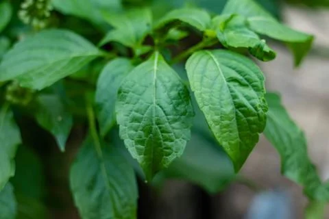 Caraway tree. Stock Photos