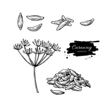 Caraway vector hand drawn illustration set. Isolated spice objec Stock Illustration