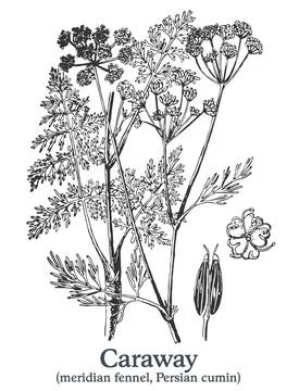 Caraway. Vector hand drawn plant. Vintage medicinal plant sketch. Stock Illustration