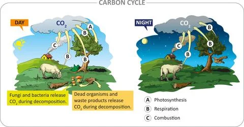 Carbon cycle Stock Illustration