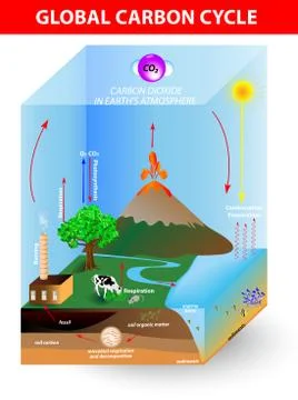 Carbon cycle. vector diagram Stock Illustration