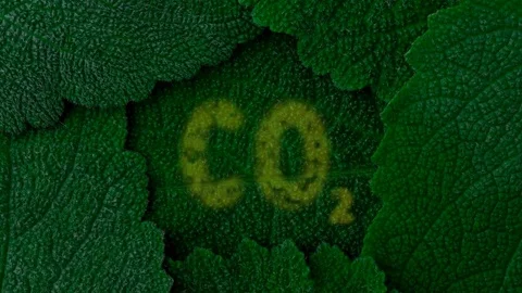 Carbon dioxide. Absorb CO2. Dark green leaves background. Close up 4K Stock Footage 81103247