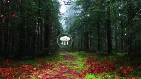 Carbon dioxide artistic icon inside magic green forest landscape Stock Footage 337248752