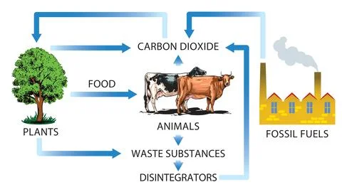 Carbon dioxide cycle Stock Illustration