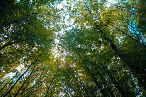 Carbon neutrality or carbon net zero concept background. Trees of the forest Stock Photos