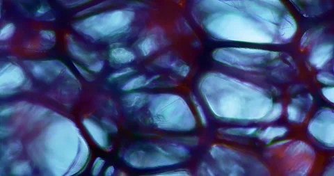 Carbon Sponge Microstructure with Multicolor Lighting for Nanotechnology 库存影片 330955039