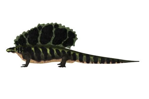 Carboniferous Edaphosaurus Stock Illustration