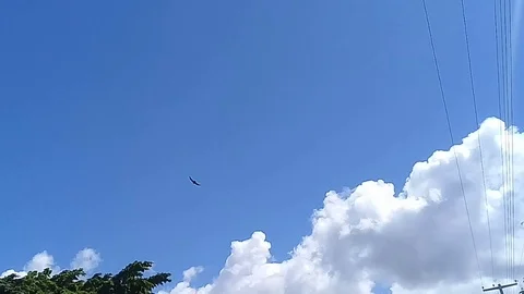 Carcará bird flying between the clouds Stock Footage 108454963