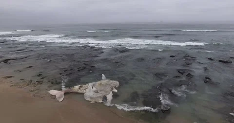 Carcass of beached humpback whale (Megaptera novaeangliae) Stock Footage 164918449