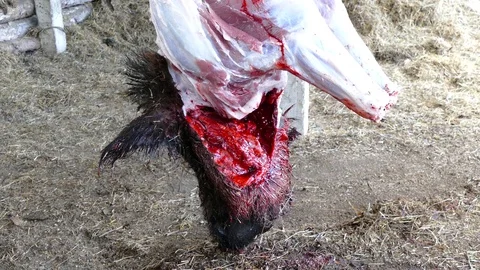 A carcass of a boar with a cut neck hangs head down Stock Footage 123574499