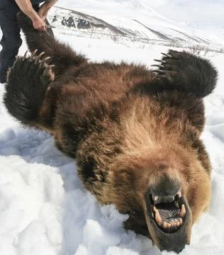 Carcass of a brown bear lying on its back at the beginning of skinning after Stock Photos