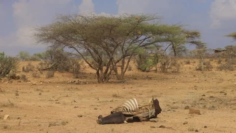 A carcass of a dead cow. 스톡 동영상 282381468