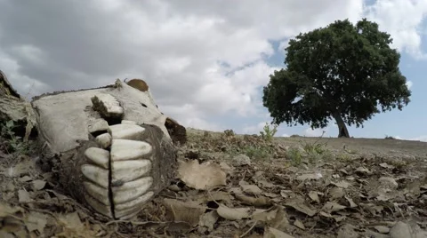 Carcass of dead donkey Stock Footage 49927503