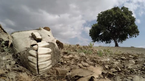 Carcass of dead donkey time lapse Видео 49927641