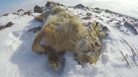 Carcass of a dead rabbit in the snow Stock-Footage 83484768