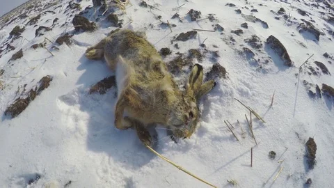 Carcass of a dead rabbit in the snow Stock Footage 83484780