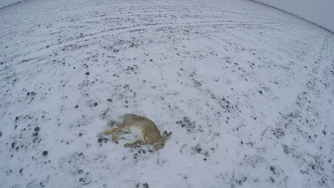 Carcass of a dead rabbit in the snow Stock Footage 83485279