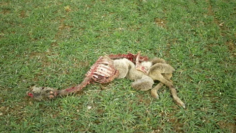 Carcass dead roe deer Capreolus capreolus hunter wolves Canis lupus 스톡 동영상 332126401