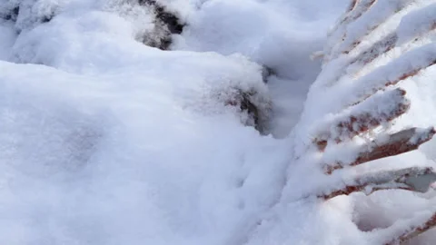 Carcass of elk on ground with ribs exposed and covered in snow, Alaska, USA Stock Footage 202904254
