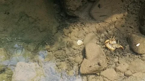 Carcass of a freshwater crab resting on the riverbed under shallow Stock Footage 344915119
