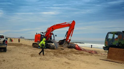 Carcass of the huge dead whale is moved by the excavator. Rescue team deals with Stock Footage 333412924