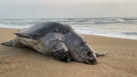 Carcass of a large dead Turtle on the sea shore. Stock Footage 232705605