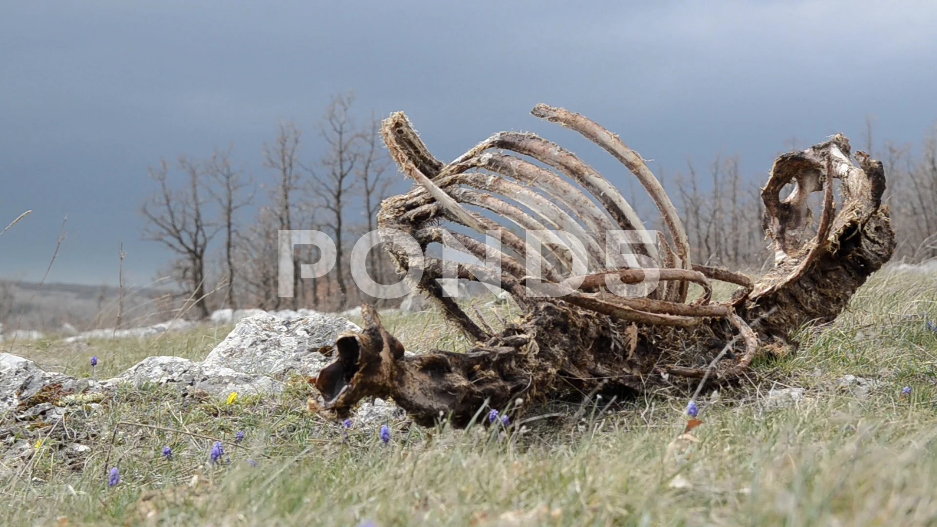Carcass lies in nature. Animal remains, ... | Stock Video | Pond5