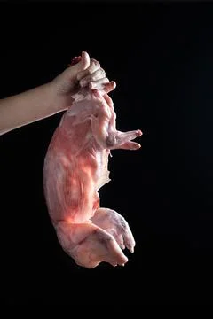 Carcass of raw rabbit . Raw rabbit meat on dark background.Woman holding unco Stock Photos