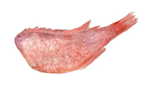 Carcass of rockfish Stock Illustration
