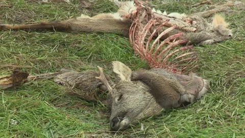 Carcass of a Roe deer killed by a wolf, Europe Stock Footage 195543232