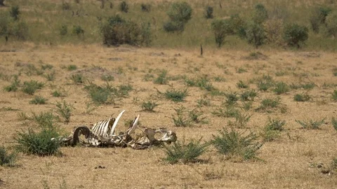 Carcass in the savannah Stock Footage 87455589