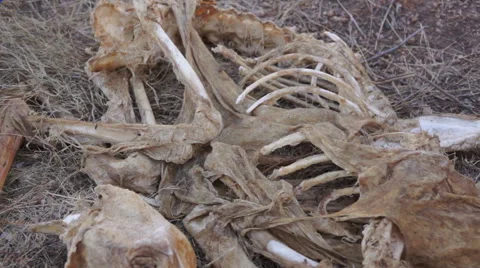 Carcass Skeleton Dead Animal Stock Footage 44114912