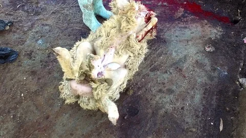 Carcass of a slaughtered ram Stock Footage 79438524