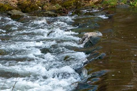 Carcass of a small doe drowned in a wild river. Dead animal lying on stones in Stock Photos
