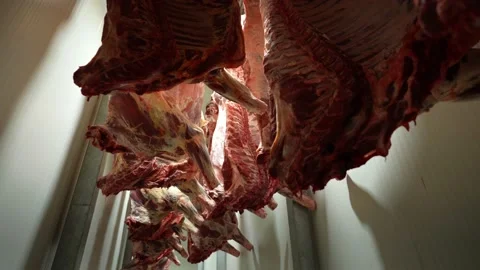 Carcass storage at the meat processing plant Stock Footage 239723615