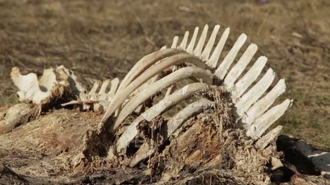 Carcass of wild boar Video stock 77188086