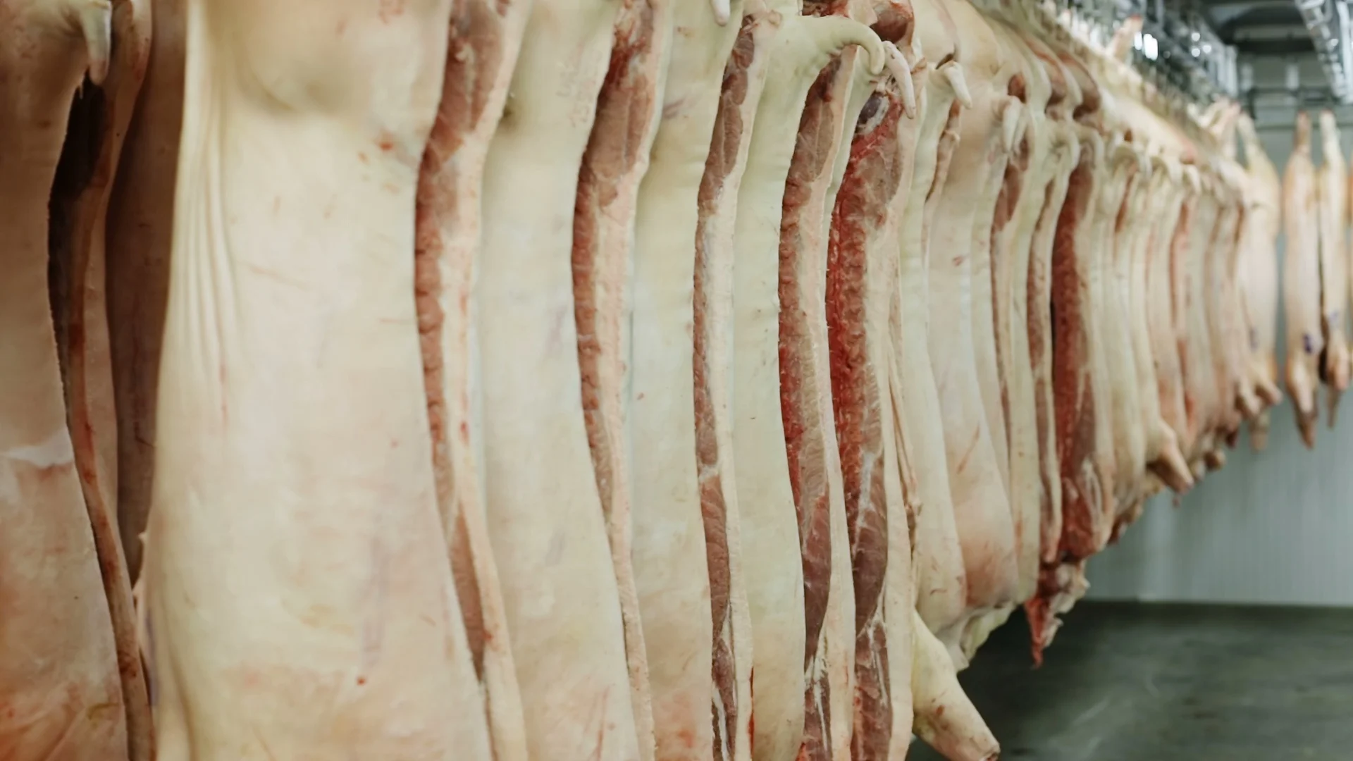 carcasses of beef hanging on hooks close, Stock Video
