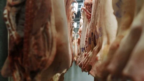 Carcasses of beef hanging on hooks closeup view raw meat processing plant Stock Footage 88335650