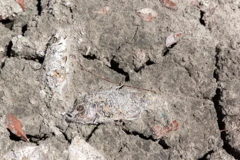 Carcasses of dead fish Foto stock