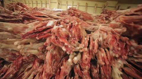 Carcasses of deers in row in meat factory  Video stock 66564458