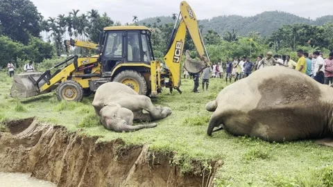 Carcasses of elephants in Assam Video stock 247403276