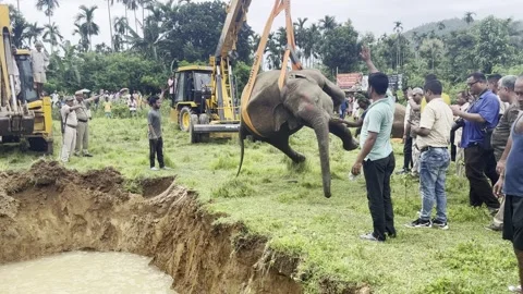 Carcasses of elephants in Assam Stock-Footage 247403277