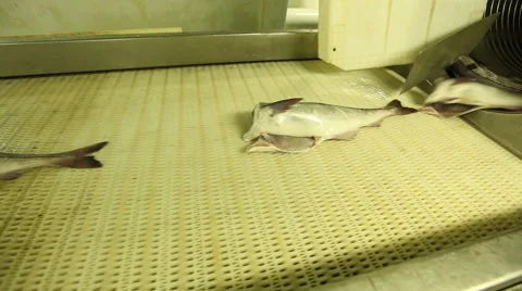 Carcasses gutted fish on the line Stock Footage 42901792