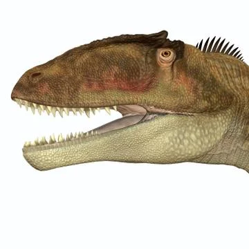 Carcharodontosaurus Head Stock Illustration