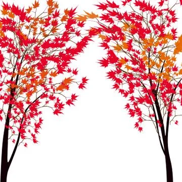 Card with autumn maple tree. Red maples. Japanese red maple. Stock Illustration