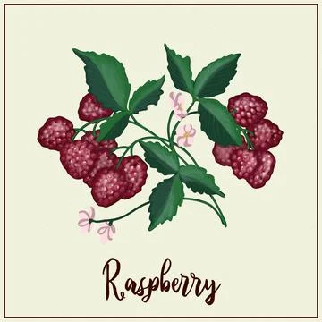 Card with berries. Raspberry. Drawn red raspberries. Vector illustration. Far イラスト素材