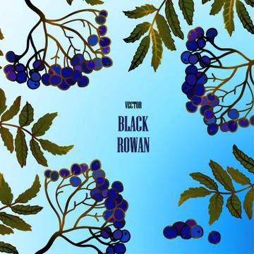Card with a black rowan Stock Illustration